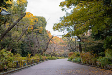 Colourful autumn leaves in the park : Ueno Park, is one of Japan's five oldest public parks. It's best known for Ueno Zoo, many museums, and spectacular cherry , Tokyo , Japan