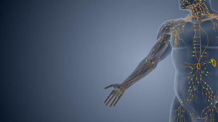 Obraz premium Immune Nodes and Vessels in Lymphatic System