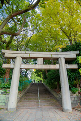 Colourful autumn leaves in the park : Ueno Park, is one of Japan's five oldest public parks. It's best known for Ueno Zoo, many museums, and spectacular cherry , Tokyo , Japan