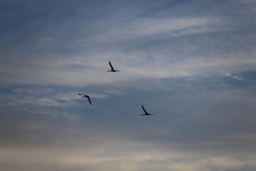 Historical filming in its heyday, which was the last swan migration to Azumino