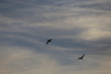 Historical filming in its heyday, which was the last swan migration to Azumino
