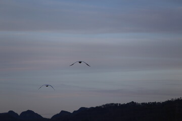 Historical filming in its heyday, which was the last swan migration to Azumino