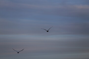 Obraz premium Historical filming in its heyday, which was the last swan migration to Azumino