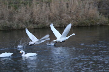 Historical filming in its heyday, which was the last swan migration to Azumino