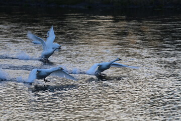 Historical filming in its heyday, which was the last swan migration to Azumino