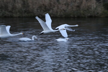 Historical filming in its heyday, which was the last swan migration to Azumino