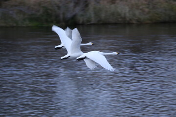 Historical filming in its heyday, which was the last swan migration to Azumino