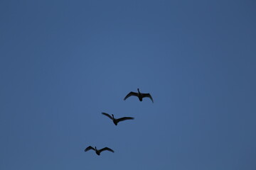 Historical filming in its heyday, which was the last swan migration to Azumino