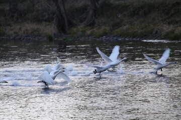 Historical filming in its heyday, which was the last swan migration to Azumino