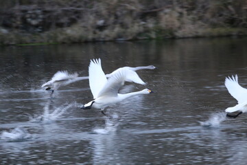 Historical filming in its heyday, which was the last swan migration to Azumino