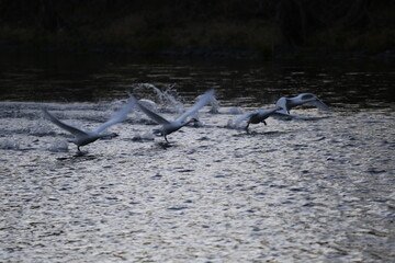 Historical filming in its heyday, which was the last swan migration to Azumino