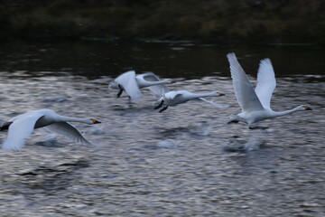 Historical filming in its heyday, which was the last swan migration to Azumino