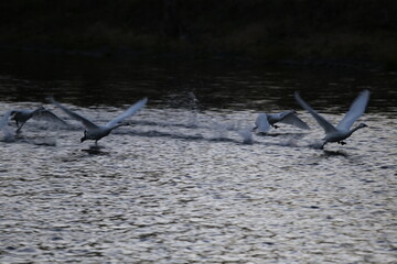 Historical filming in its heyday, which was the last swan migration to Azumino