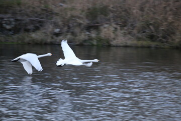 Historical filming in its heyday, which was the last swan migration to Azumino