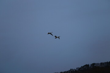 Historical filming in its heyday, which was the last swan migration to Azumino