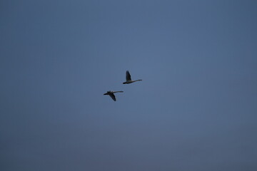 Historical filming in its heyday, which was the last swan migration to Azumino