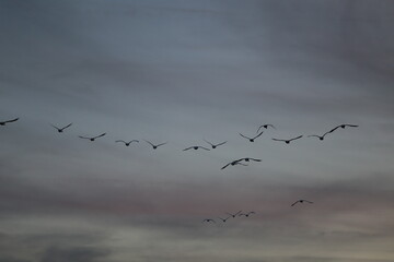 Historical filming in its heyday, which was the last swan migration to Azumino