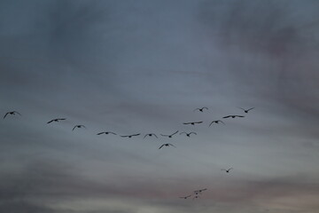 Historical filming in its heyday, which was the last swan migration to Azumino
