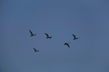 Historical filming in its heyday, which was the last swan migration to Azumino