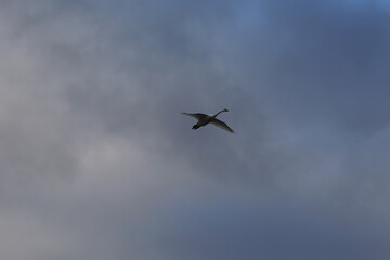 Historical filming in its heyday, which was the last swan migration to Azumino