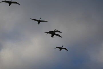 Historical filming in its heyday, which was the last swan migration to Azumino