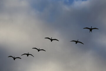 Historical filming in its heyday, which was the last swan migration to Azumino