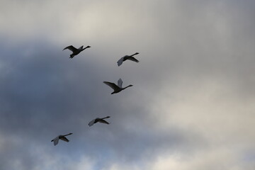 Historical filming in its heyday, which was the last swan migration to Azumino