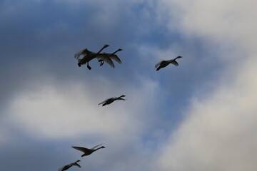 Historical filming in its heyday, which was the last swan migration to Azumino