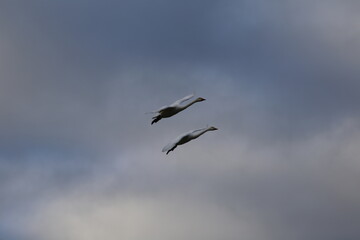 Historical filming in its heyday, which was the last swan migration to Azumino
