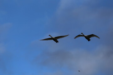 Historical filming in its heyday, which was the last swan migration to Azumino