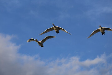 Historical filming in its heyday, which was the last swan migration to Azumino