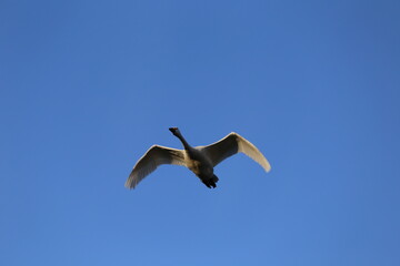 Historical filming in its heyday, which was the last swan migration to Azumino