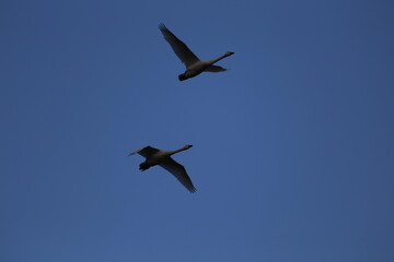 Historical filming in its heyday, which was the last swan migration to Azumino