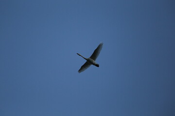 Historical filming in its heyday, which was the last swan migration to Azumino