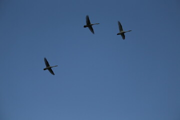Historical filming in its heyday, which was the last swan migration to Azumino