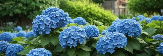 Large clusters of vibrant blue hydrangea flowers in full bloom against a bright green garden background, hortensia, garden, flowers