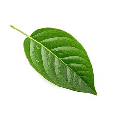 Fototapeta premium single green leaf with water droplets isolated on white background