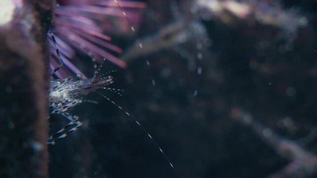 Close up of palaemon shrimp underwater