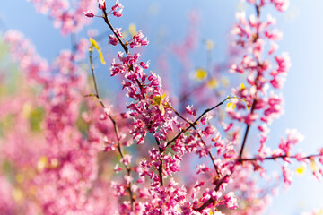 Branches of blossoming sakura are photographed in spring against the backdrop of a clear blue sky in Kyiv, Ukraine.