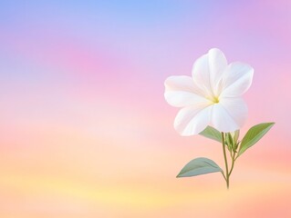 Obraz premium Pastel Sky and Delicate White Flower.