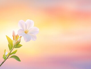 Obraz premium Delicate White Flower Blossom against Pastel Sunset