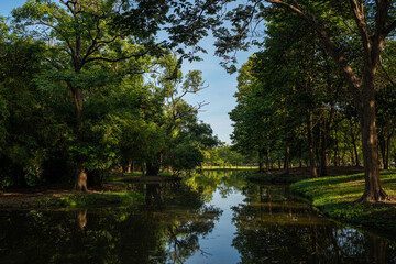Green tropical forest city park pond sun light sunny sky