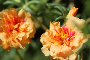 orange flower closeup