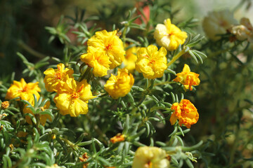 yellow and red flowers