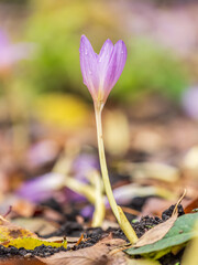 Autumn purple crocuses bloomed above the ground.