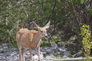 A Young Deer in the Woods