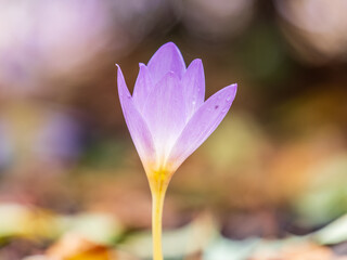 Fototapeta premium Autumn purple crocuses bloomed above the ground.