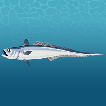 Hoki Fish
