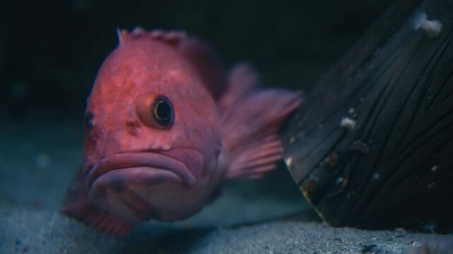 Red pacific rockfish floating underwater
