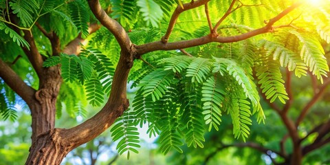 Fototapeta premium Beautiful tamarind tree with vivid green leaves, tamarind, tree, green, leaves, nature, tropical, fruit, plant, vibrant